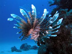 This lionfish is graceful and beautiful as a butterfly, a... by Tony Otion 